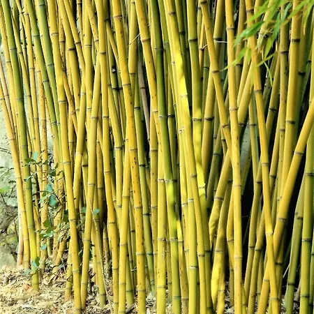 Holiday home Capra *