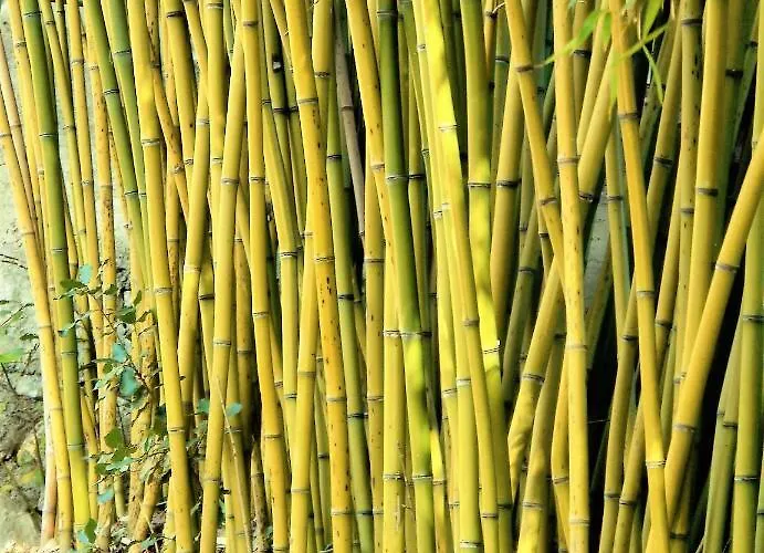 Σπίτι διακοπών Capra *